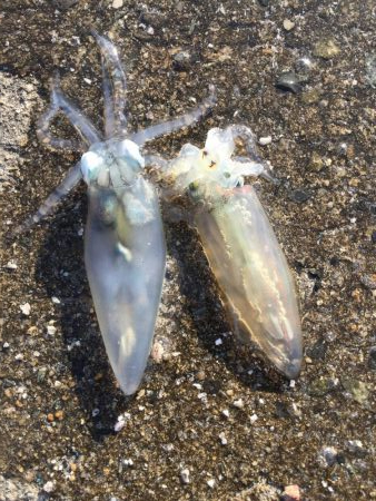 今日もダメダメヒイカ