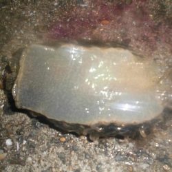 ぎゃぁあああ！！！（グロ注意）