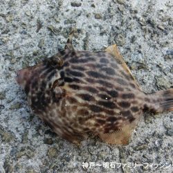 ファミリーフィッシング釣り納めでアイナメ22㎝