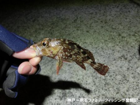 激寒の中何とかメバル