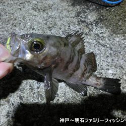 あたたかメバリング