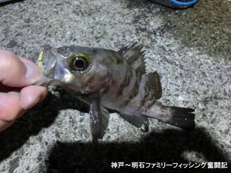 あたたかメバリング