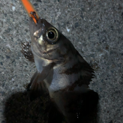 ありぁりぁ？メバリング