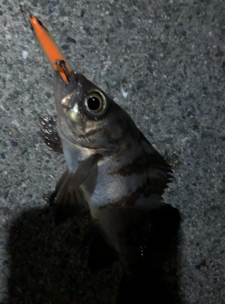 ありぁりぁ？メバリング