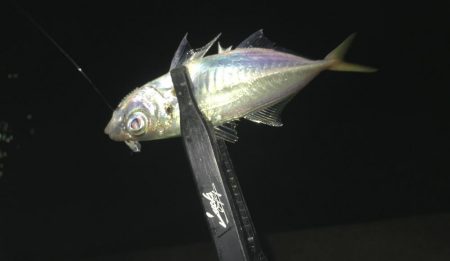 雨上がりアジング