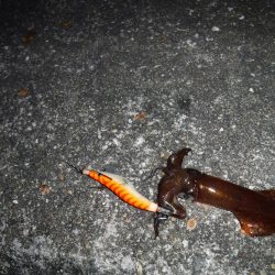 ちょっことヒイカ