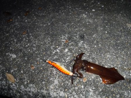 ちょっことヒイカ