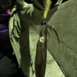 イカ、メバル、セイゴ、小鯛