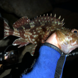 無限ガシラ継続