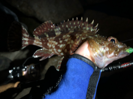 無限ガシラ継続