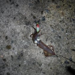 雨にも負けず ヒイカ