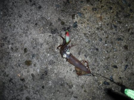 雨にも負けず ヒイカ