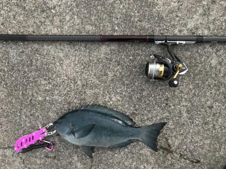 初島 フカセ釣り メジナ