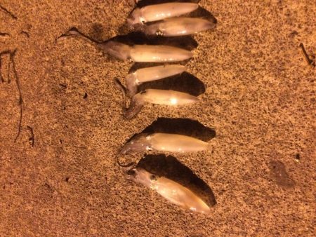 ヒイカお前らどこ行ったんじゃ〜