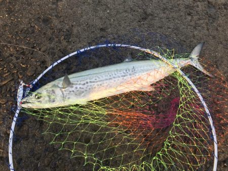 サゴシジギング