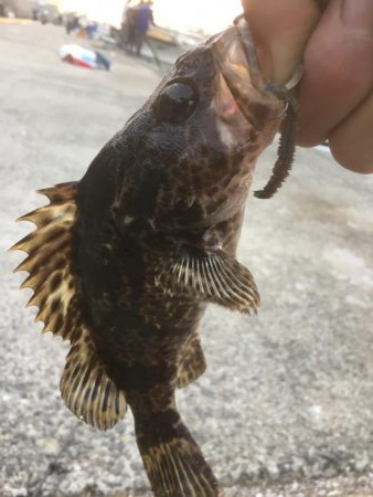 五目達成ならず