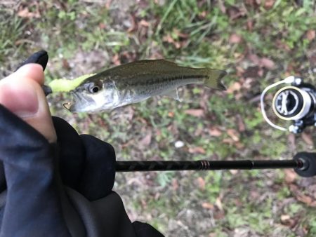 極小バスはライトタックルで