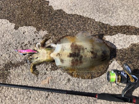 最後のアオリイカ