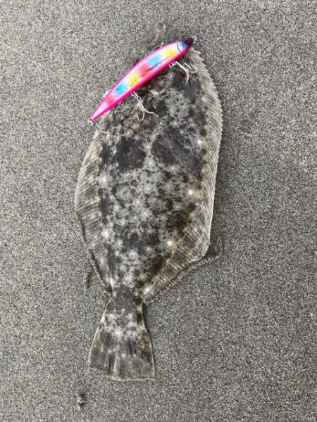 伊古部海岸でヒラメ