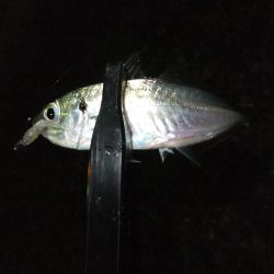 タチウオにおびえてる？