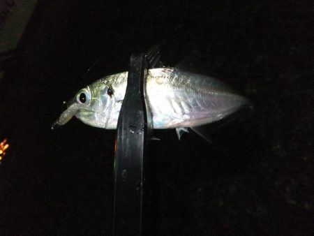 タチウオにおびえてる？