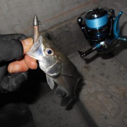 シーバス狙いで淀川に出撃。