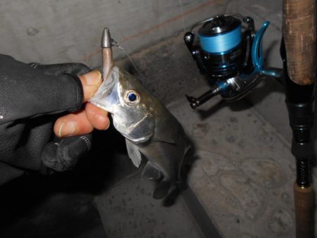 シーバス狙いで淀川に出撃。