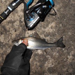 チビしかおらんのか？。