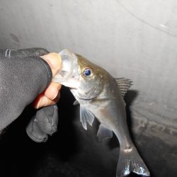 ラスト釣行はチーバスの入れ食いで…。