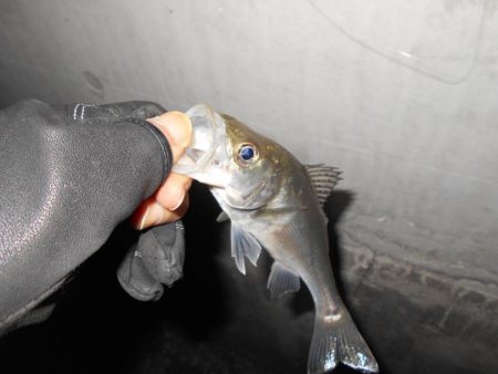 ラスト釣行はチーバスの入れ食いで…。
