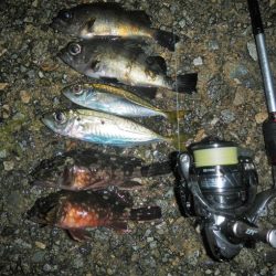 アラレ降ってきました