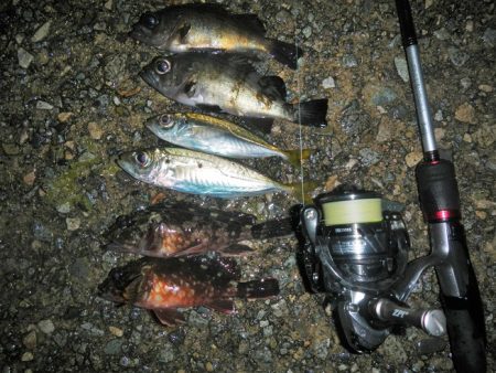 アラレ降ってきました