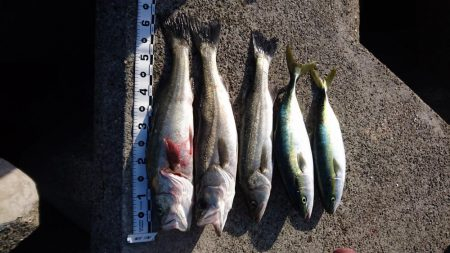 必殺！泳がせ釣り！