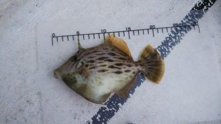 カワハギは終盤？