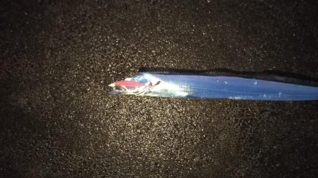 誘いと深めのタナでまだいける!