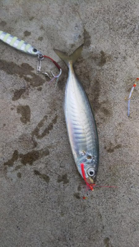 サゴシねらいでまさかの