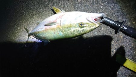 ハマチきたー。