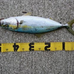 ショアジギング