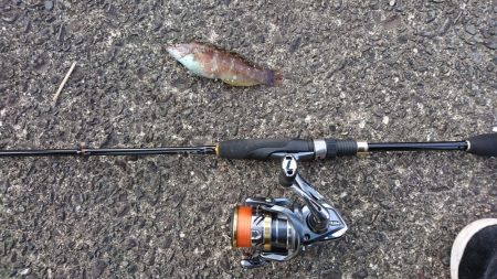 ライトショアジギング