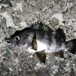 メバルとガシラ