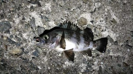 メバルとガシラ