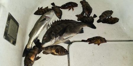 四日市ボートフィッシング