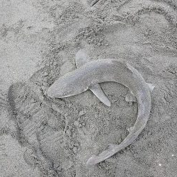 サーフでシャーク