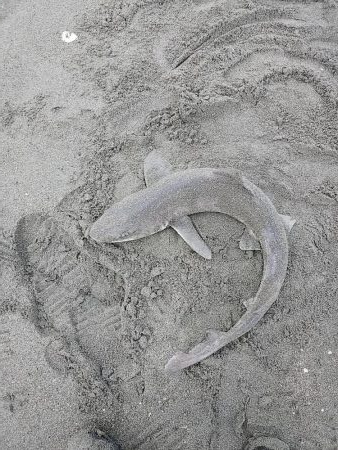 サーフでシャーク