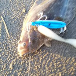 ソゲしか釣れない