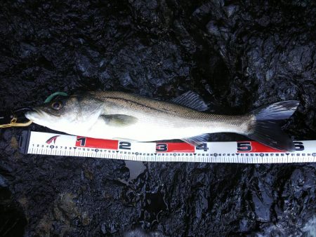 チヌ、シーバス、太刀魚、ヒラメ