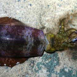 朝マズメ狙いエギング