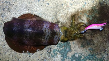 朝マズメ狙いエギング