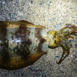 久しぶりのアオリ