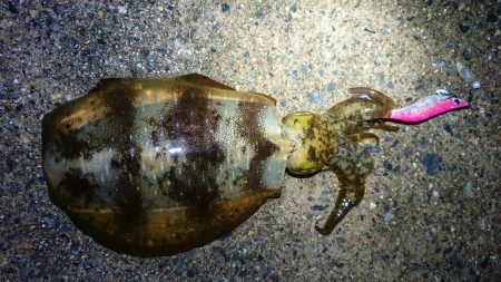 久しぶりのアオリ